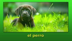 Intro Spanish Lesson: Animals Instructional Video