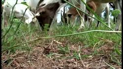 From College Provost To Goat Farmer With USDA Help Instructional Video
