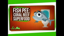Fish Pee: The Coral Reef Superfood Instructional Video