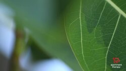 How To Care For Your Ficus Altissima | The Plant Doctor Instructional Video