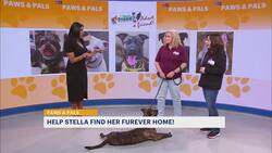 Paws & Pals: Shepherd mix available for adoption News Clip