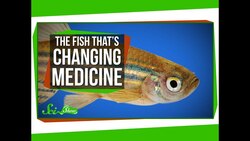 The Tiny Fish That's Changing Modern Medicine Instructional Video