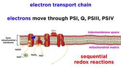 Cellular Respiration Part 3: The Electron Transport Chain and Oxidative Phosphorylation Instructional Video