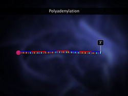 Transcription in Eukaryotes Instructional Video