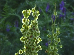 Actividades de las plantas: continua un ejercicio Instructional Video