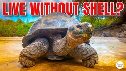 Can A Turtle Live Without Its Shell? Instructional Video