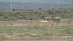 Introduction to the Rhinocerous in Spanish Instructional Video