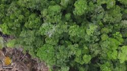 Planet SOS: Deforestation, commitment to end illegal logging by 2028 News Clip