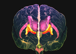 Hormones Instructional Video