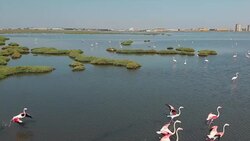 Wetland and Flamingos Stock Footage