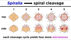 Introduction to Spiralia and Lophotrochozoa Instructional Video