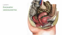 Excavatio vesicouterina Instructional Video