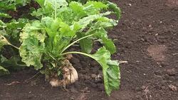 Sugar beet root crop organically grown Stock Footage