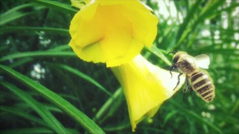 Bees: From Pollinators to Social Structures