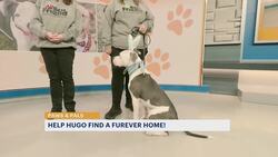 Paws and Pals: Hugo's looking for his perfect family! News Clip