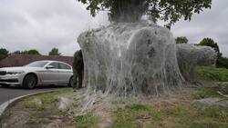 Spectacular display as caterpillars wreath Shrewsbury bush in silk News Clip