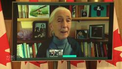 Goodall joins forces with Sinclair News Clip