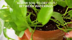 How To Care For Your Pothos Instructional Video