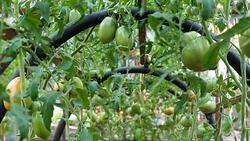 Tomatoes in the greenhouse. Stock Footage