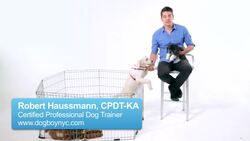 How to Crate-Train Your Puppy Instructional Video