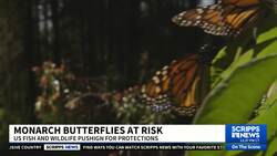 Multiple monarch butterfly populations likely will become extinct by 2080, officials warn News Clip