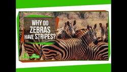 Why Do Zebras Have Stripes? Instructional Video