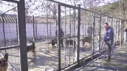 CLEAN : Police dogs in Albania settle into life after law enforcement News Clip