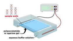 Gel Electrophoresis Instructional Video