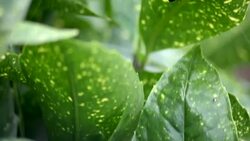 Tilt Up To Spider Eating Prey Stock Footage