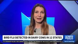 Bird flu detected in dairy cows in 12 states News Clip