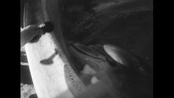 United States, c.1951: A dolphin is taught to blow a horn and petted by a trainer Stock Footage