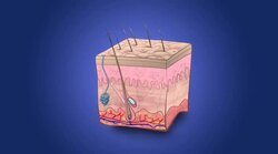 Skin Instructional Video