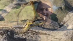On Safari With Nala - Yellow Bellied Sand Snake Instructional Video