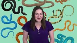 Slithering Marvels: Unveiling the World of Snakes Instructional Video