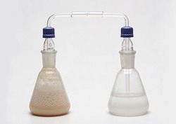 Fermentation: Converting Carbohydrates into Other Products Instructional Video