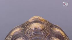 This Tortoise Could Be Extinct in 20 Years Instructional Video