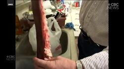 Pig spleen patterns predict the weather, according to this Sask. man's family tradition News Clip