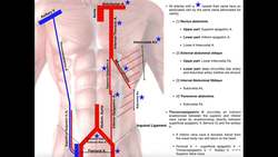 Blood Supply to the Anterior Abdominal Wall Instructional Video