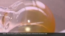 Can wine grapes survive harsh Canadian winters? These researchers say yes News Clip