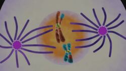 Reproduction and Species Continuity: Cell Division in the Fifth Phase of Meiosis Instructional Video