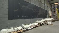 Newly Discovered Ichthyosaur Skeleton in storage in the UK News Clip