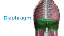 Nerve roots of the phrenic nerve Instructional Video