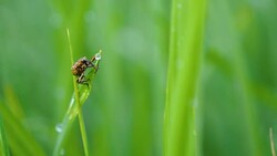 Slow motion stink bug on green rice plant field Stock Footage