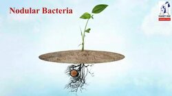The mutualism relationship between nodular bacteria and leguminous plant Instructional Video