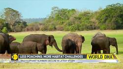 India's Elephant Population Drops 25% |DNA Testing Shows India Lost 7,500 Elephants Since 2017 News Clip