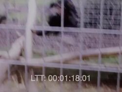 Stanway Hall Farm Zoo, 1963 Stock Footage