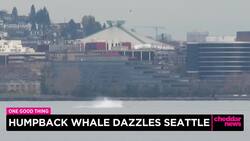 One Good Thing:  Humpback Whale Dazzles Seattle News Clip