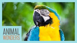Should Animals In Captivity Be Set Free? Instructional Video