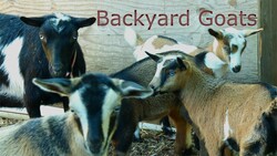 Backyard Goats On An Urban Farm Instructional Video