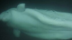 Beluga whales in holding pen before release News Clip